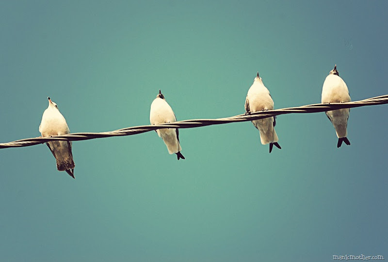 birdsonawire