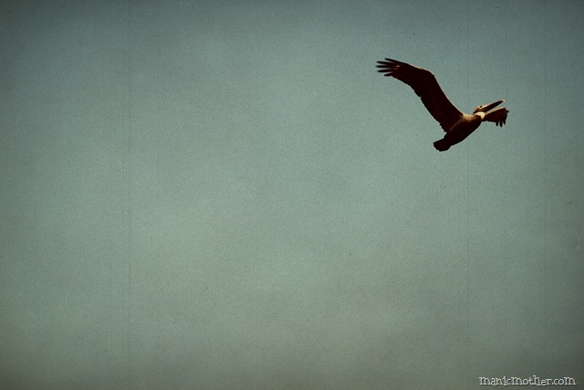 [bird6.jpg]