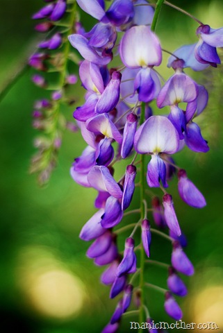 [wisteria18.jpg]