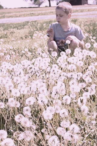 [dandelions[5].jpg]