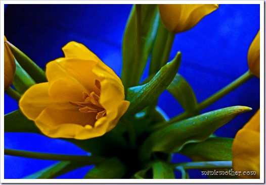 bluetulip_edited-1