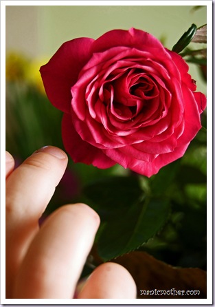 rosefinger