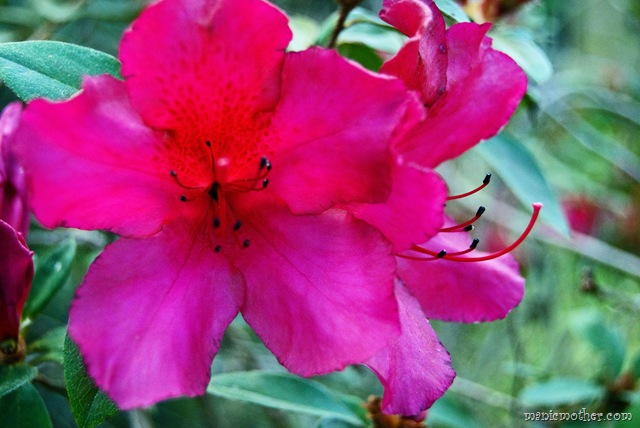 [azalea12.jpg]