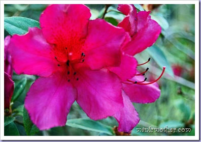 azalea