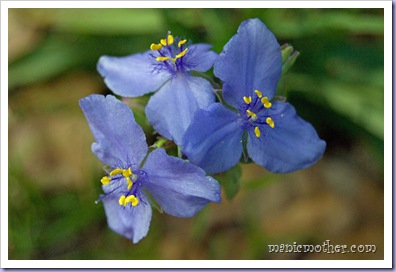 wildiris