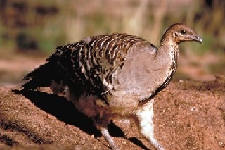 [malleefowl14.jpg]