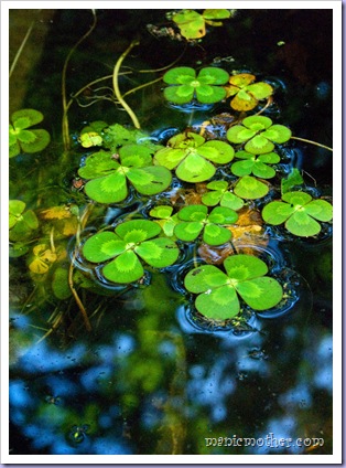 reflection2