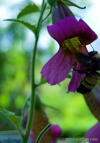 [bee12.jpg]