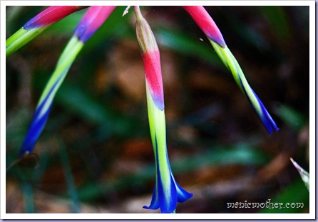 playdohflower