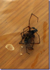 spiderbite1