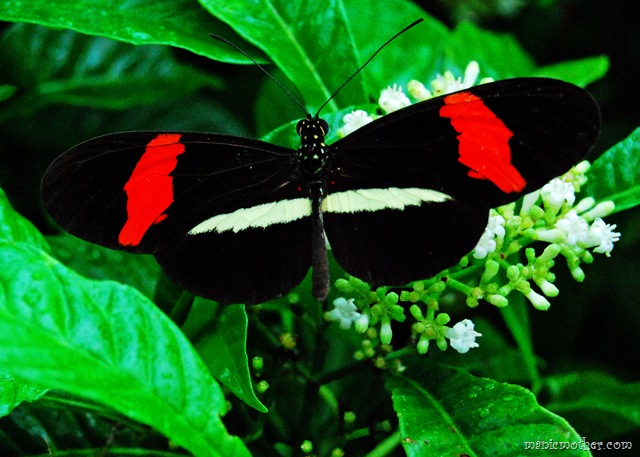 [butterfly96.jpg]