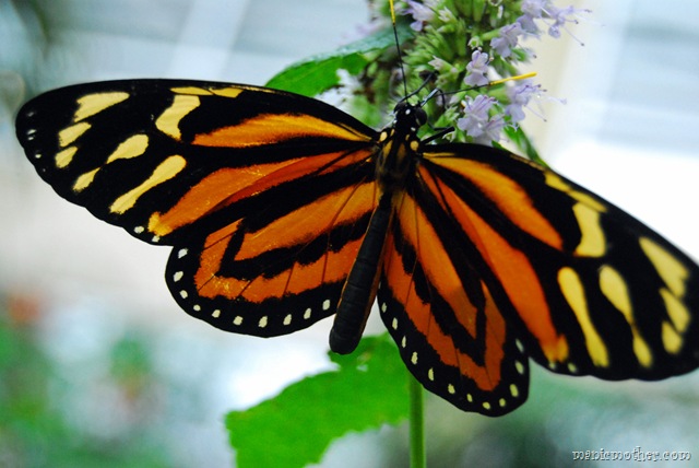 [butterfly14.jpg]