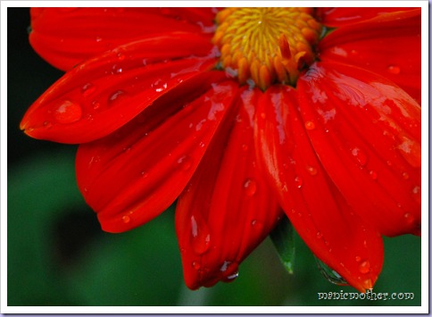 redflower