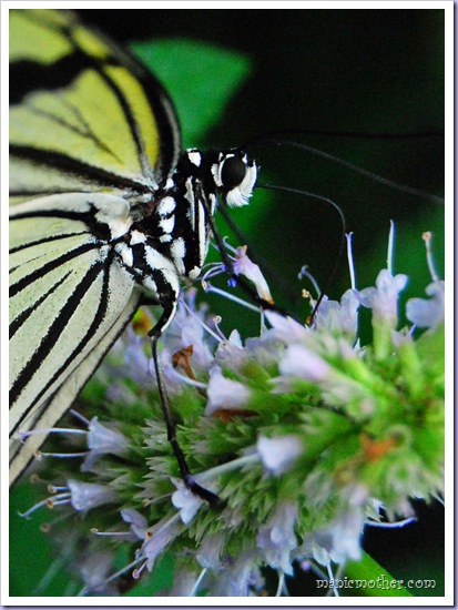 butterfly11