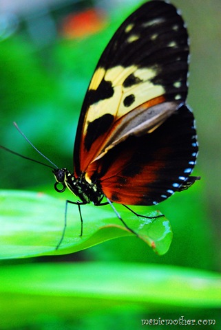 [butterfly124.jpg]