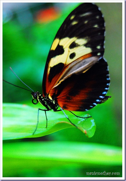 butterfly12