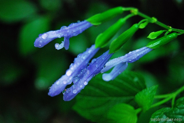 [bflower13.jpg]