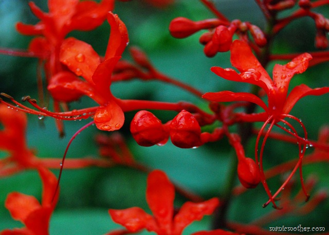 [bflower3.jpg]