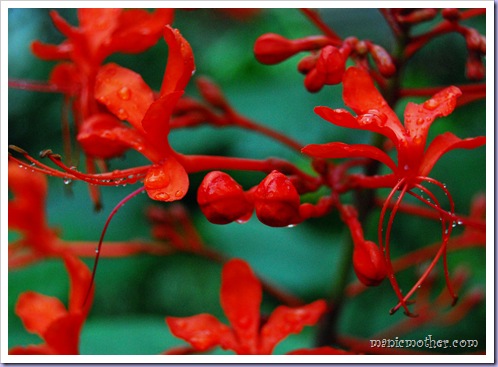 bflower