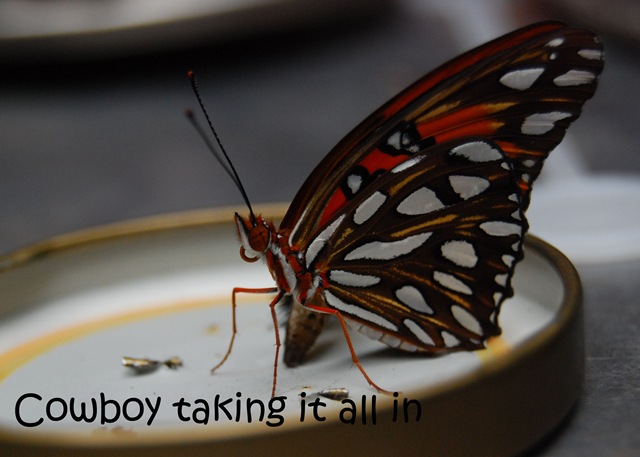 [cowboy43.jpg]
