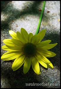 daisy