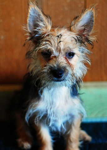 [barnpuppy4.jpg]