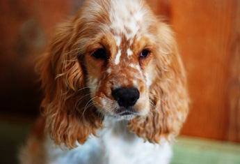 puppybarn