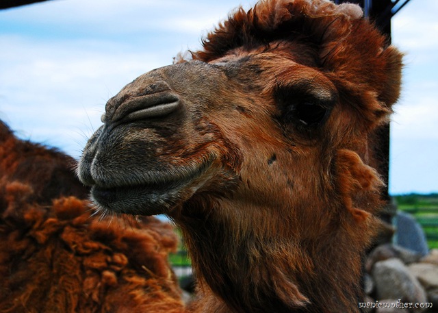[barncamel8.jpg]