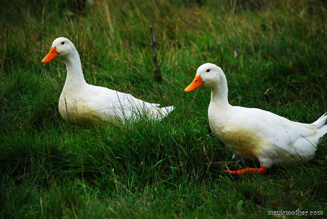 [barnducks9.jpg]