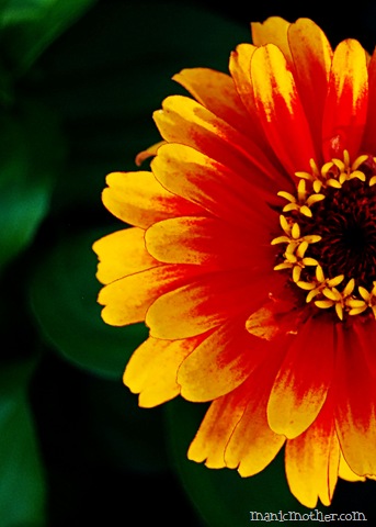 [dahlia2[8].jpg]