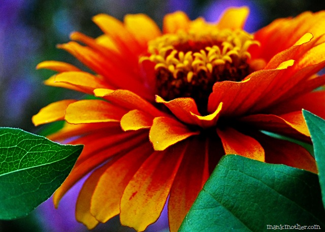 [dahlia11[6].jpg]