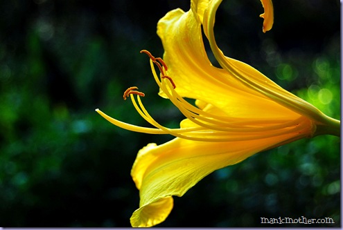 yellowlily1