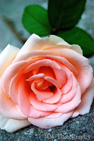 [therosecopy9.jpg]