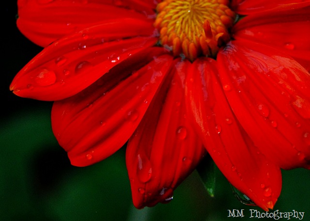 [redflower19.jpg]