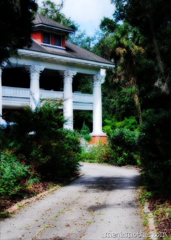 [micanopy004copy3.jpg]