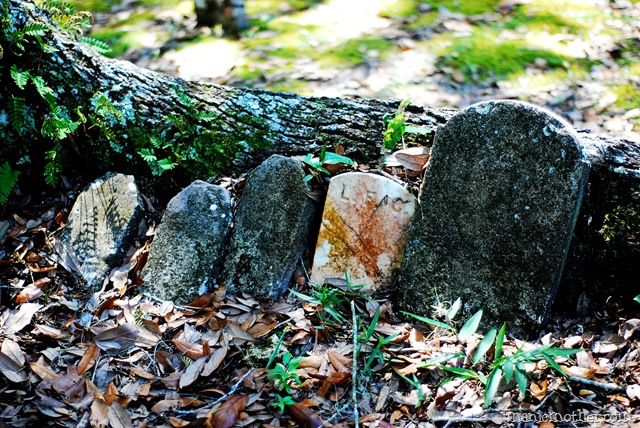 [micanopy2204.jpg]