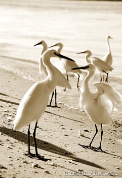 birds2sepia