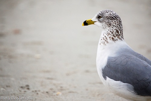 seagull