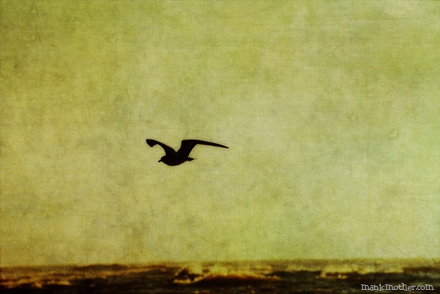 [flown1copy7.jpg]