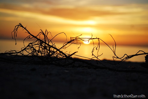 sunsetweed