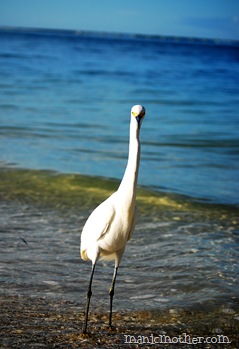 birds