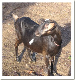 goats 006A
