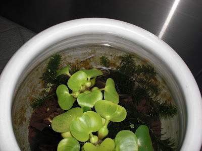 白メダカは最初７匹ほどいたのに２匹になってしまいました。