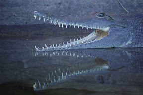Crocodile.jpg