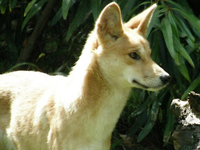 Dingo.JPG