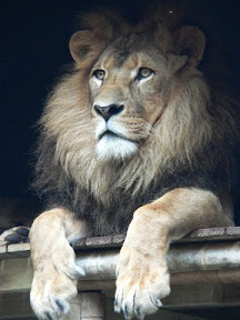 Lion1.jpg