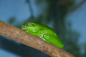 Frog2.JPG