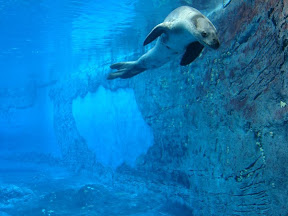 Leopard Seal.JPG