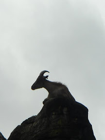 Mountain Top.JPG