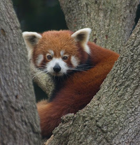 Red Panda.jpg